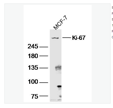 Anti-Ki-67  antibody-Ki67蛋白抗體,Ki-67