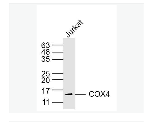 Anti-COX4I1 antibody-细胞色素c氧化酶IV亚型1（内参）单克隆抗体,COX4I1(Mitochondrial Loading Control)