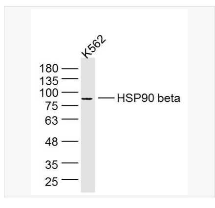 Anti-HSP90 beta antibody-热休克蛋白90β/HSP90 β 单克隆抗体,HSP90 beta