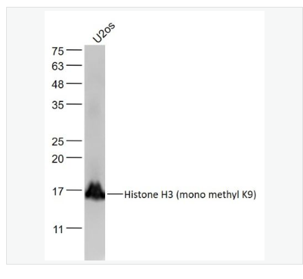 Anti-Histone H3 antibody-甲基化组蛋白H3(mono methyl K9)单克隆抗体,Histone H3 (mono methyl K9)