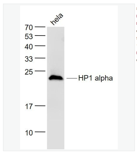 Anti-HP1 alphaantibody-异染色质蛋白1-α单克隆抗体,HP1 alpha