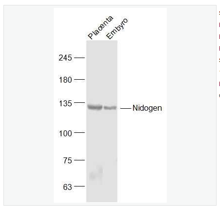 Anti-Nidogen antibody-巢蛋白1抗體,Nidogen