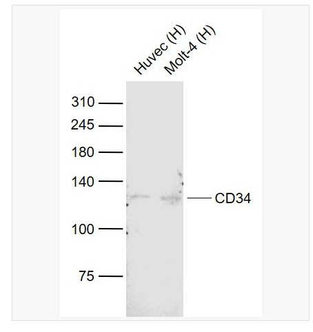 Anti-CD34 antibody-CD34單克隆抗體,CD34