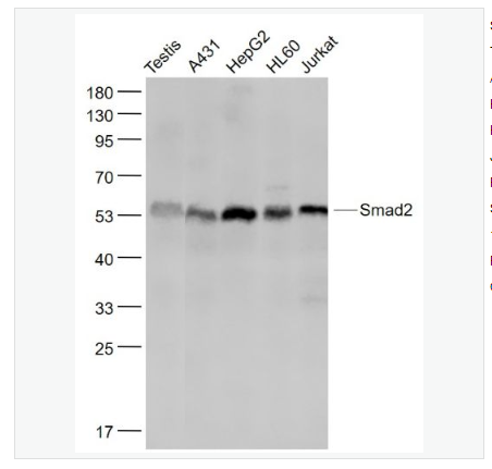 Anti-Smad2 antibody-细胞信号转导分子Smad-2重组兔单克隆抗体,Smad2