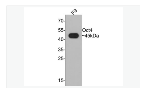 Anti-Oct4 antibody-胚胎干細胞關(guān)鍵蛋白重組兔單克隆抗體,Oct4