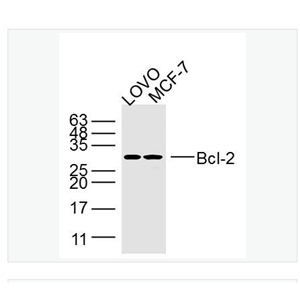 Anti-Bcl-2  antibody-Bcl-2单克隆抗体