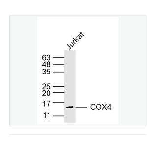 Anti-COX4I1 antibody-细胞色素c氧化酶IV亚型1（内参）单克隆抗体