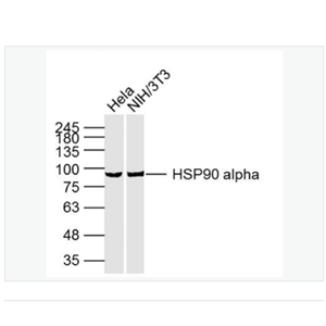 Anti-HSP90  antibody-热休克蛋白90α单克隆抗体