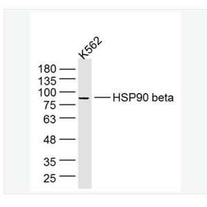 Anti-HSP90 beta antibody-热休克蛋白90β/HSP90 β 单克隆抗体