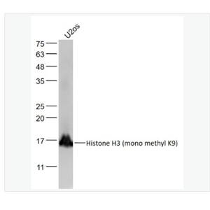 Anti-Histone H3 antibody-甲基化组蛋白H3(mono methyl K9)单克隆抗体,Histone H3 (mono methyl K9)