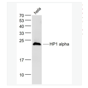 Anti-HP1 alphaantibody-異染色質(zhì)蛋白1-α單克隆抗體,HP1 alpha