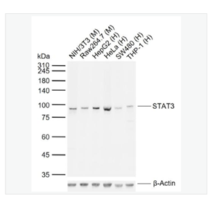 Anti-STAT3  antibody-信号转导和转录激活因子3单克隆抗体