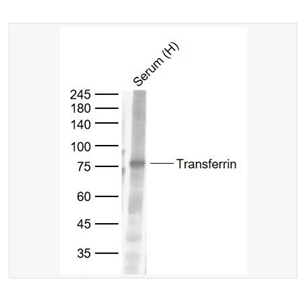 Anti-Transferrin antibody-转铁蛋白（内参）单克隆抗体,Transferrin(Serum Loading Control)