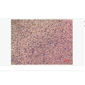 Anti-IL-28 antibody-白细胞介素28抗体