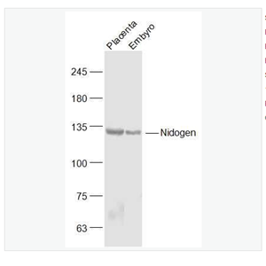 Anti-Nidogen antibody-巢蛋白1抗体