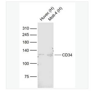 Anti-CD34 antibody-CD34单克隆抗体