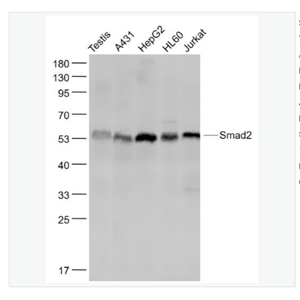 Anti-Smad2 antibody-细胞信号转导分子Smad-2重组兔单克隆抗体