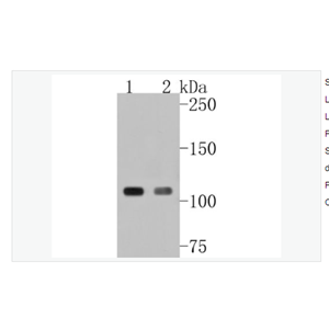 Anti-GEF H1 antibody-Rho鸟苷酸交换因子2重组兔单克隆抗体