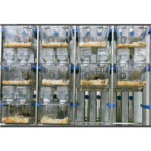 （段）大小鼠糖水偏爱实验系统；糖水偏好实验系统；大鼠糖水偏好实验系统