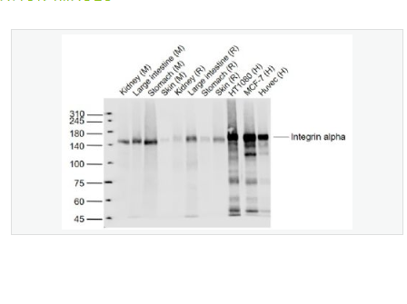 Anti-Integrin alpha 2antibody-整合素α2（CD49b）重组兔单克隆抗体,Integrin alpha 2
