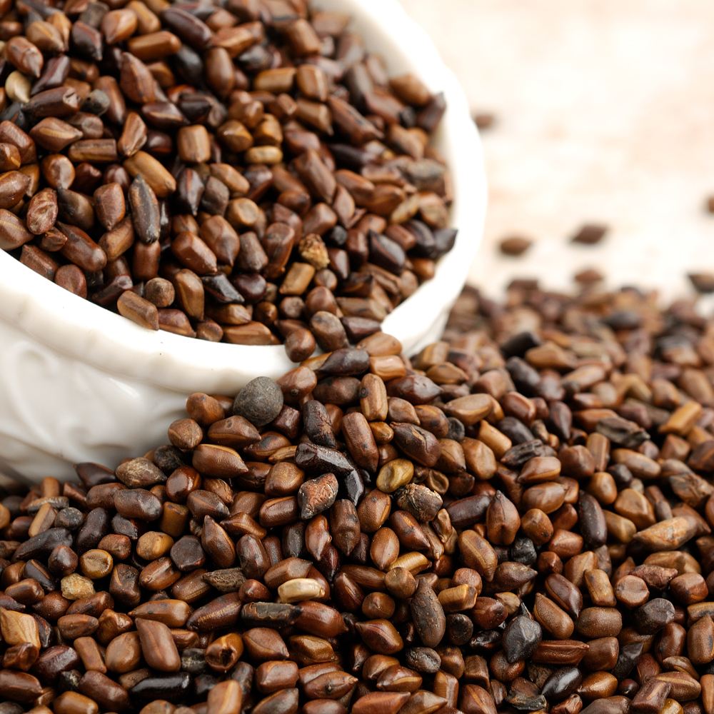 决明子黄酮皂苷多糖多酚生物碱挥发油