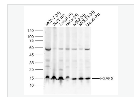 Anti-H2AX antibody-組蛋白H2AX單克隆抗體,H2AX