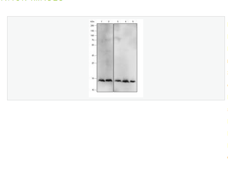 Anti-IL-4 antibody-白介素4重組兔單克隆抗體,IL-4