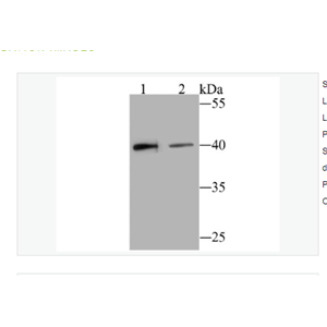 Anti-BST2 antibody-骨髓基质干细胞抗原2重组兔单克隆抗体