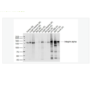 Anti-Integrin alpha 2antibody-整合素α2（CD49b）重组兔单克隆抗体,Integrin alpha 2