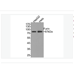 Anti-Furin  antibody-弗林蛋白酶重组兔单克隆抗体,Furin