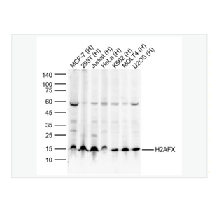 Anti-H2AX antibody-组蛋白H2AX单克隆抗体