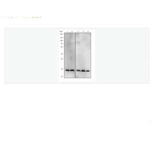 Anti-IL-4 antibody-白介素4重組兔單克隆抗體