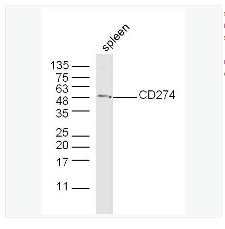 Anti-PD-L1  antibody-程序性死亡配体1（CD274）抗体,PD-L1