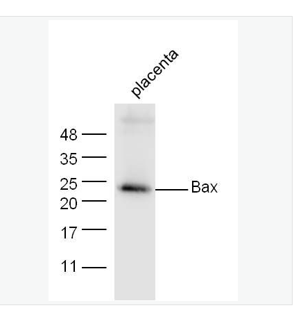 Anti-Bax  antibody-Bax抗體,Bax