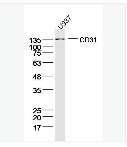 Anti-CD31antibody-血小板内皮细胞黏附分子1抗体,CD31