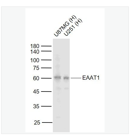 Anti-EAAT1antibody-胶质细胞谷氨酸运载蛋白1抗体,EAAT1