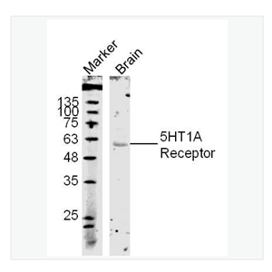 Anti-5HT1A Receptor antibody-5-羟色胺受体1A抗体
