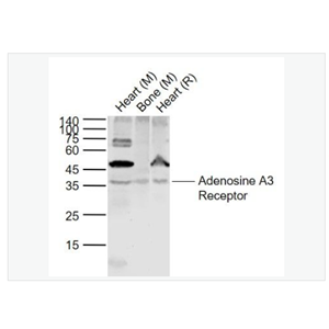 Anti-Adenosine A3 Receptor antibody-腺苷受体A3抗体
