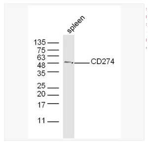 Anti-PD-L1  antibody-程序性死亡配体1（CD274）抗体
