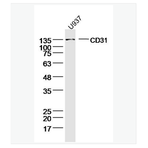 Anti-CD31antibody-血小板内皮细胞黏附分子1抗体