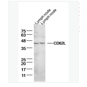 Anti-CD62L antibody-L选择素抗体,CD62L