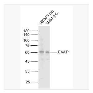 Anti-EAAT1antibody-胶质细胞谷氨酸运载蛋白1抗体