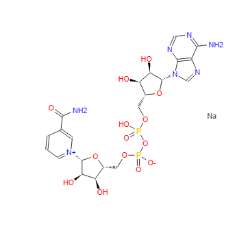 烟酰胺腺嘌呤二核苷酸钠盐,β-Nicotinamide adenine dinucleotide sodium salt