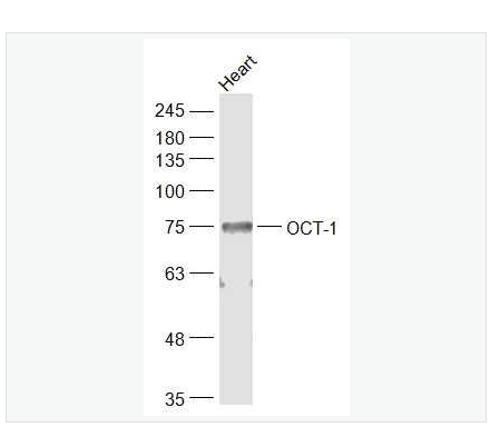 Anti-OCT-1R  antibody-胚胎干細(xì)胞關(guān)鍵蛋白1抗體,OCT-1