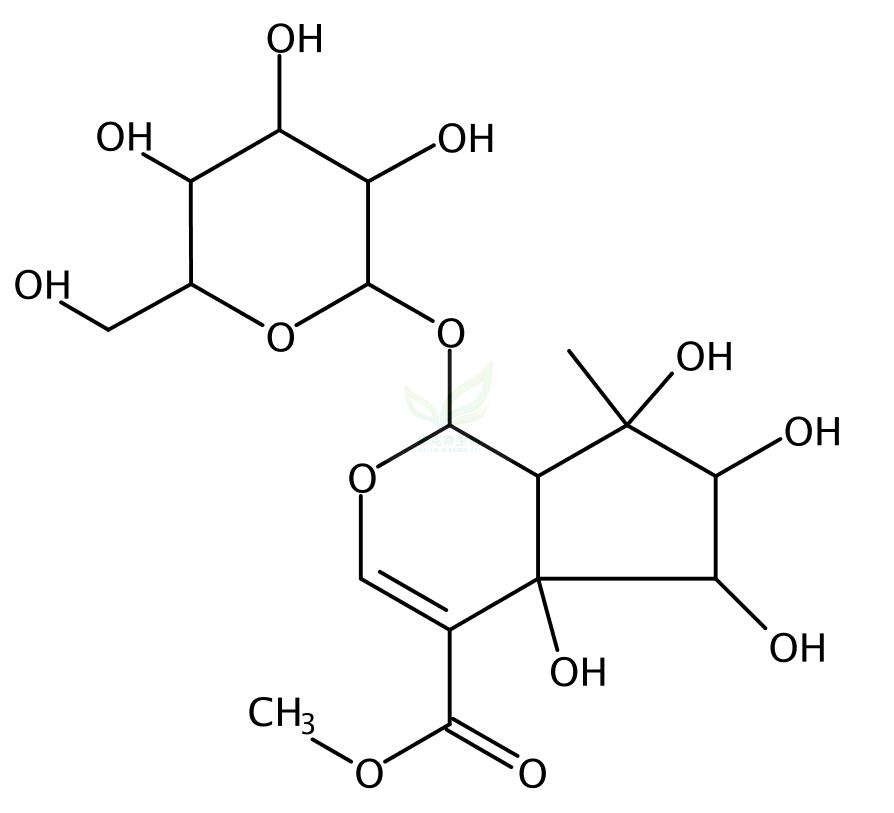 Phloyoside I