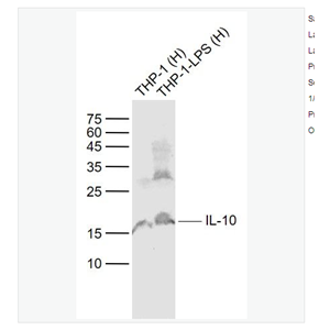 Anti-IL-10 antibody -白细胞介素10抗体