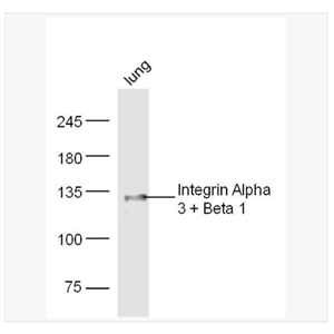 Anti-Integrin Alpha 3 + Beta 1 antibody-整合素α3β1抗体