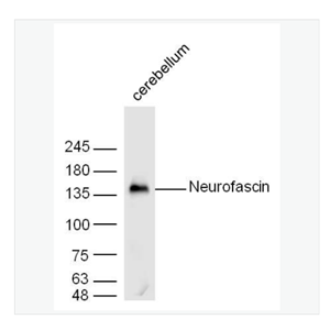 Anti-Neurofascin  antibody-神经束蛋白抗体