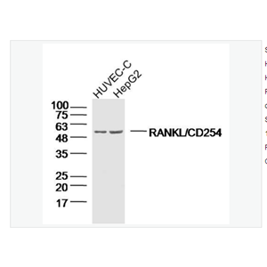 Anti-RANKL/CD254 antibody-骨保护蛋白配体/破骨细胞分化因子抗体