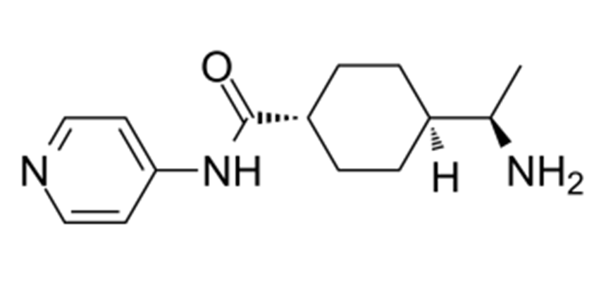 Y-27632,trans-4-((R)-1-Aminoethyl)-N-(pyridin-4-yl)cyclohexanecarboxamide